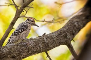 woodpecker