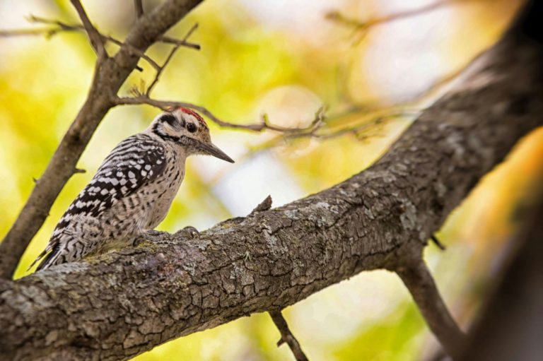 woodpecker